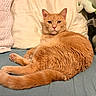 animal, bed, blanket, cat, ears, eyes, feline, fluffy, fur, ginger_cat, indoors, lying_down, orange_cat, paws, pet, pillow, portrait, stuffed_animal, tail, whiskers
