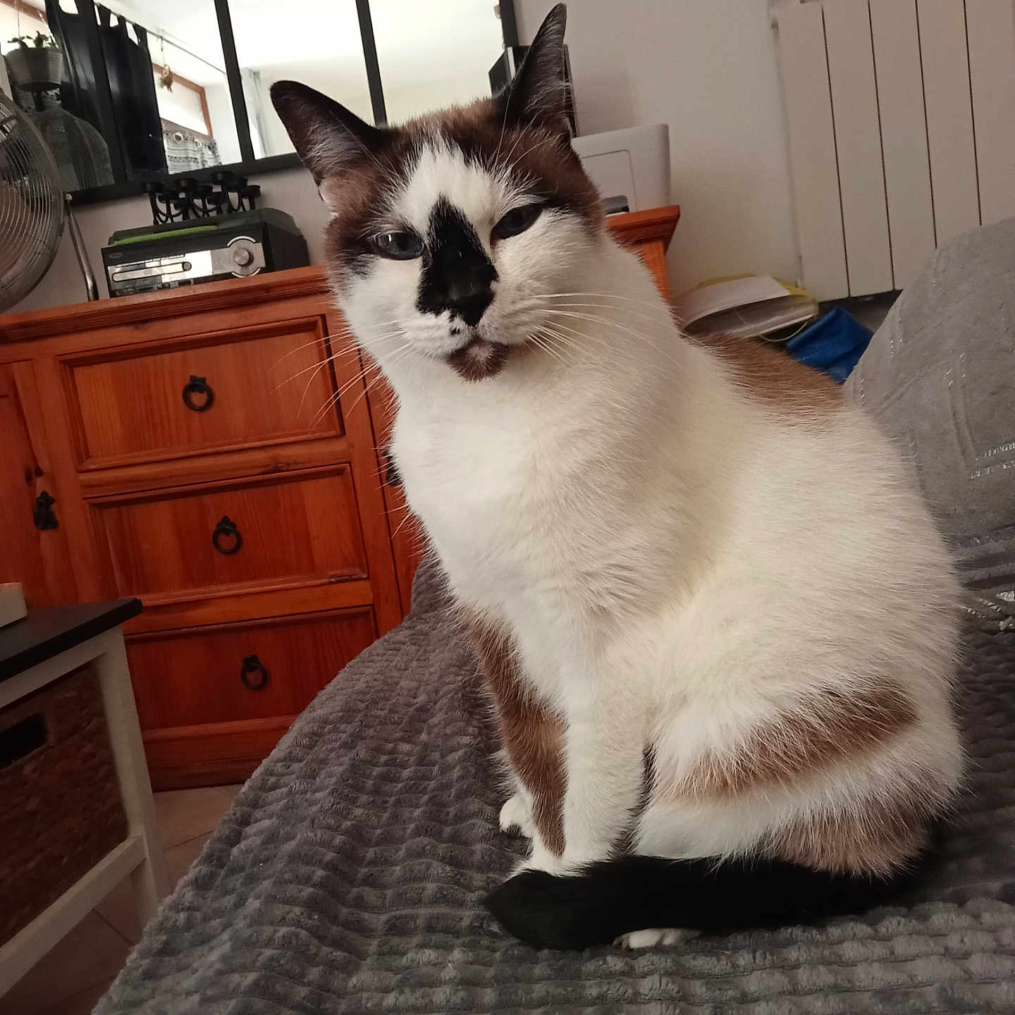 Happy participe au concours pour gagner de l'argent avec cette photo : adult, animal, cabinet, cat, closet, cupboard, drawer, furniture, hardwood, indoors, interiordesign, lamp, male, man, manx, person, pet, shelf, sideboard, wood