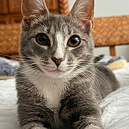 Astra is registered to the contest to win money with this photo: cat, gray_cat, white_chest, whiskers, bed, indoor, feline, closeup, pet, animal, curious, ears, eyes, fur, resting, domestic_cat, portrait, home, furniture, relaxed
