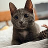 cat, gray_cat, pet, close_up, indoor, bed, white_bedspread, animal, feline, cute, whiskers, ears, fur, domestic_cat, looking_at_camera, soft_light, blurred_background, cozy, resting, curious