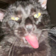 Chief joined the competition — help win amazing prizes! animal, blur, blurry, cat, close_up, cute, domestic_animal, face, feline, funny_expression, fur, indoor, mammal, pet, playful, portrait, tongue, tongue_out, whiskers, yellow_eyes