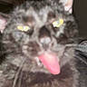 animal, blur, blurry, cat, close_up, cute, domestic_animal, face, feline, funny_expression, fur, indoor, mammal, pet, playful, portrait, tongue, tongue_out, whiskers, yellow_eyes