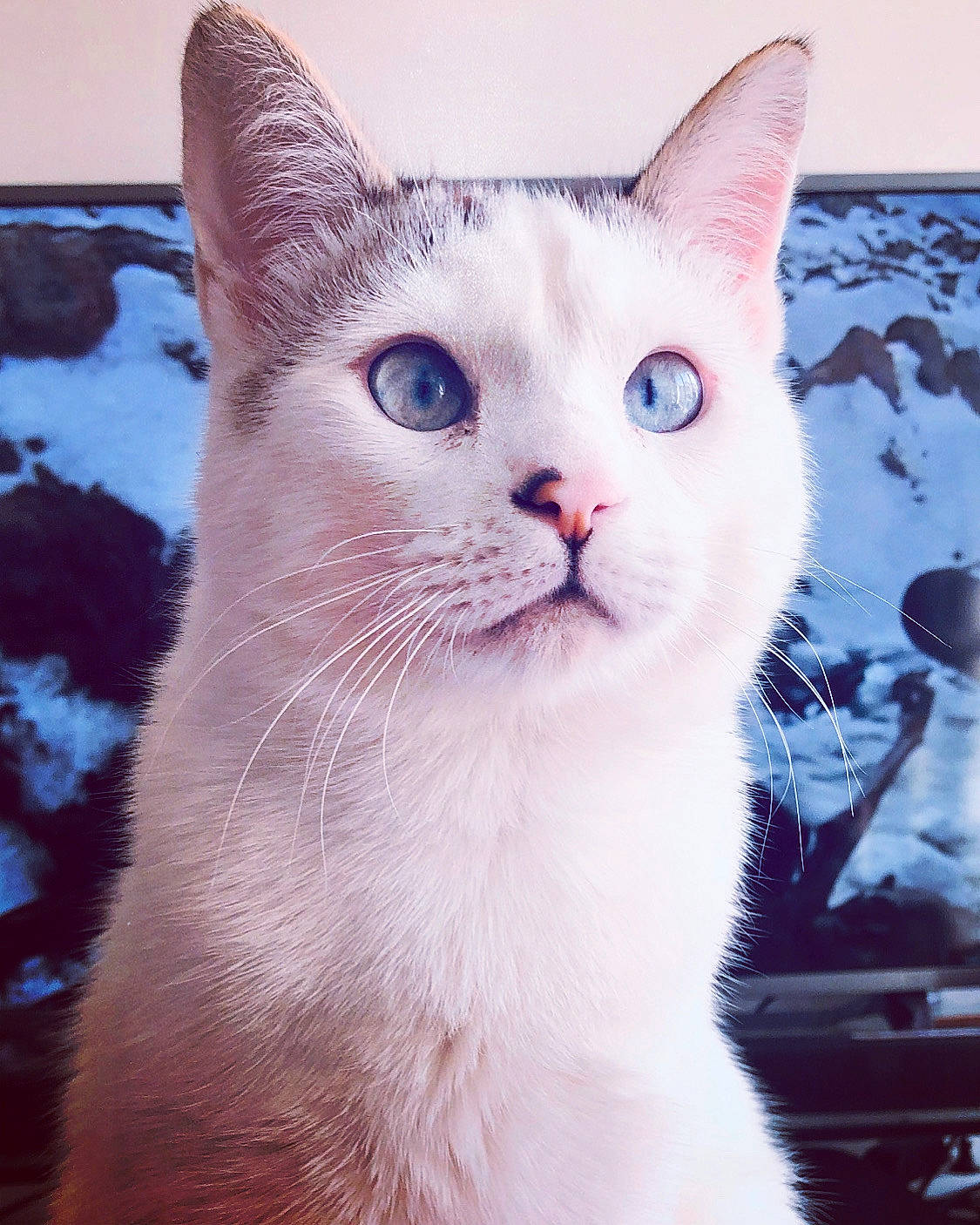 Païky participe au concours pour gagner de l'argent avec cette photo : carnivore, cat, domestic_short_haired_cat, ear, eye, felidae, fur, paw, small_to_medium_sized_cats, snout, snow, tail, whiskers, window