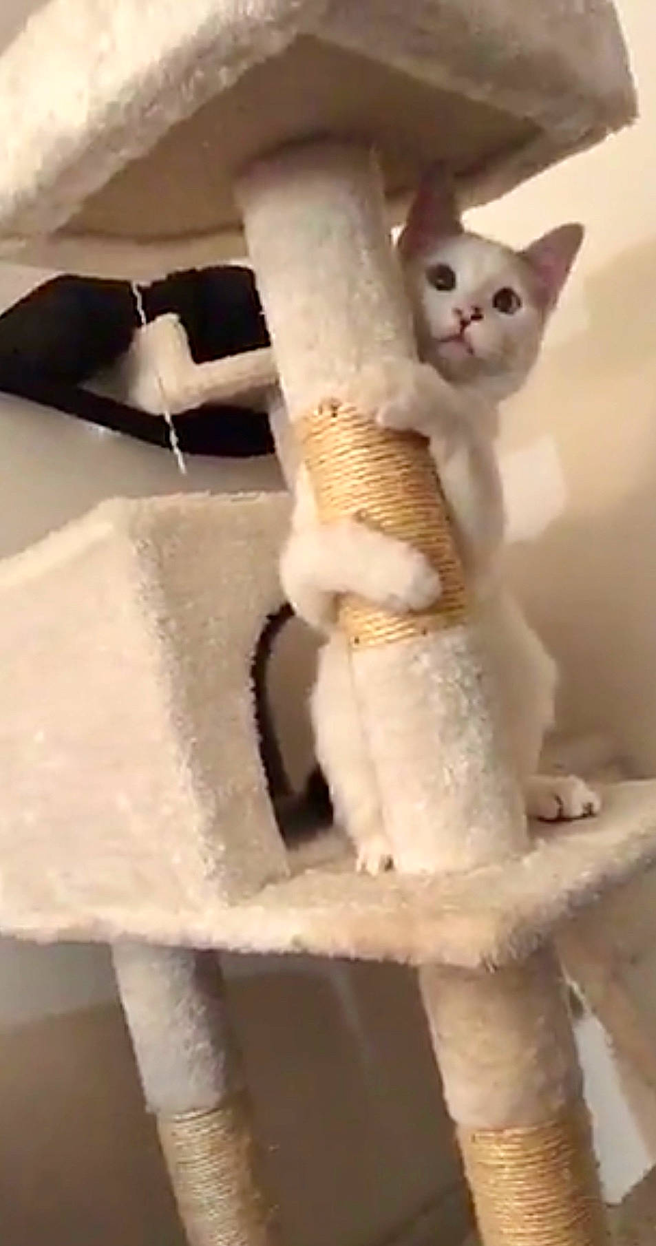 Païky a rejoint le concours — aidez-le/la à gagner de superbes lots ! carnivore, cat, domestic_short_haired_cat, fawn, felidae, fur, pet_supply, small_to_medium_sized_cats, snout, tail, whiskers, white