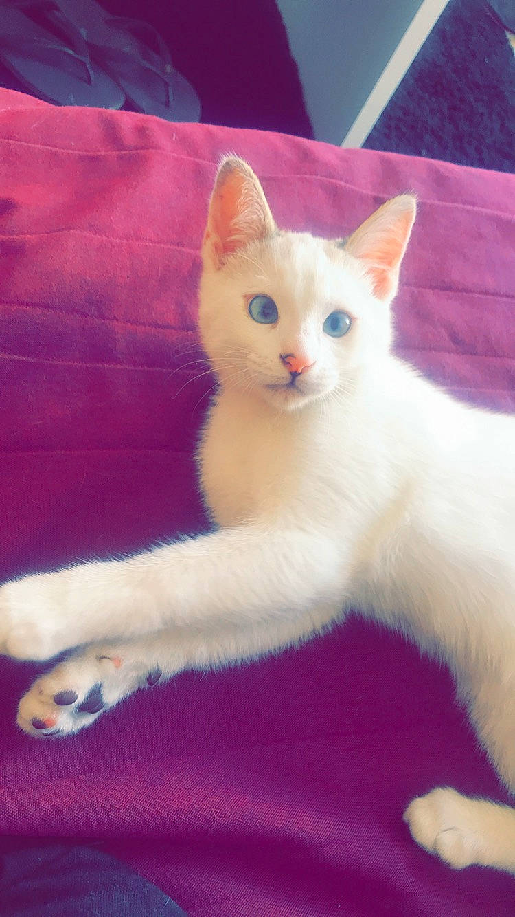 Païky a rejoint le concours — aidez-le/la à gagner de superbes lots ! carnivore, cat, claw, comfort, domestic_short_haired_cat, fawn, felidae, fur, magenta, paw, small_to_medium_sized_cats, snout, tail, terrestrial_animal, whiskers