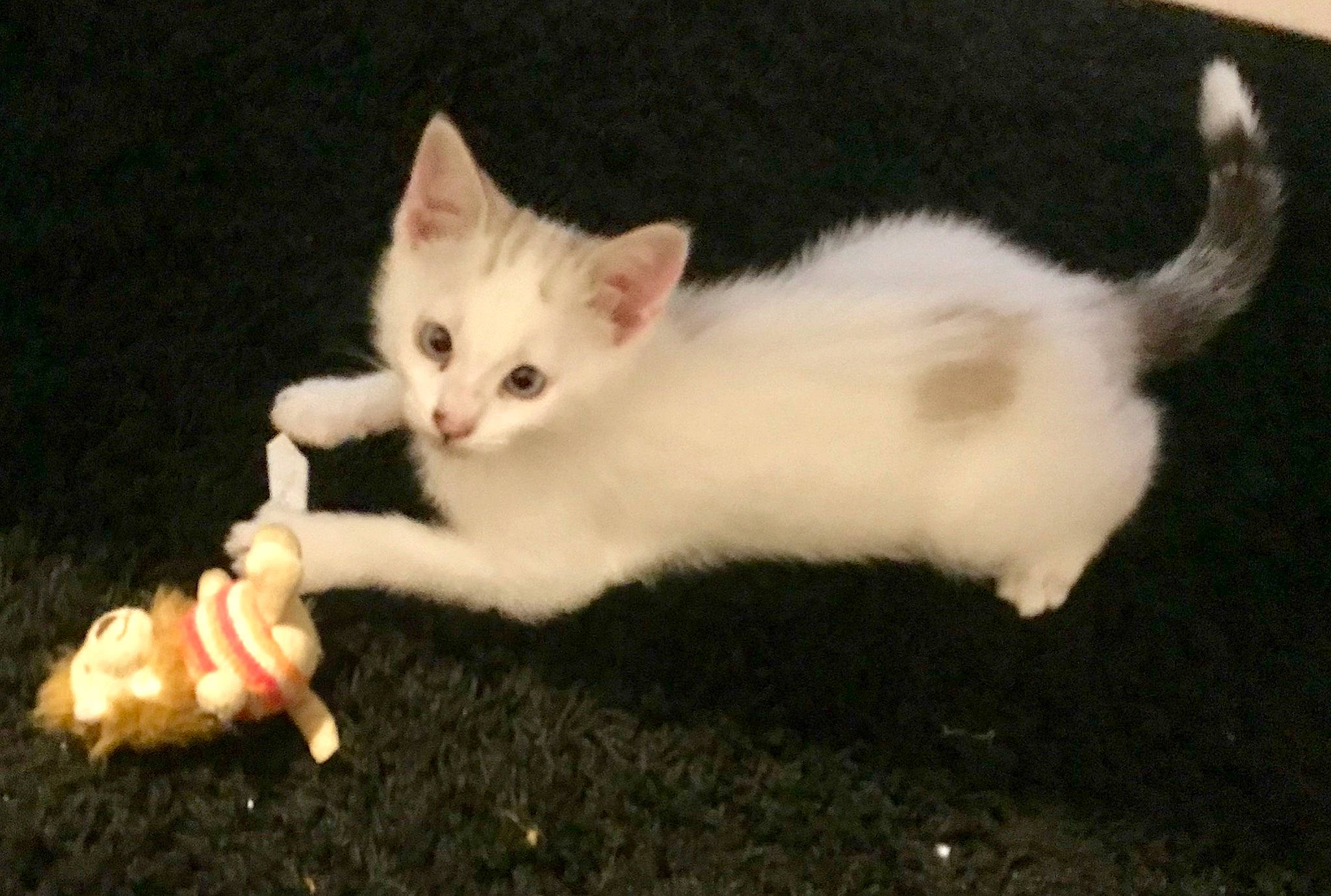 Païky a rejoint le concours — aidez-le/la à gagner de superbes lots ! carnivore, cat, claw, domestic_short_haired_cat, eye, fawn, felidae, fur, head, paw, plant, small_to_medium_sized_cats, snout, tail, terrestrial_animal, whiskers