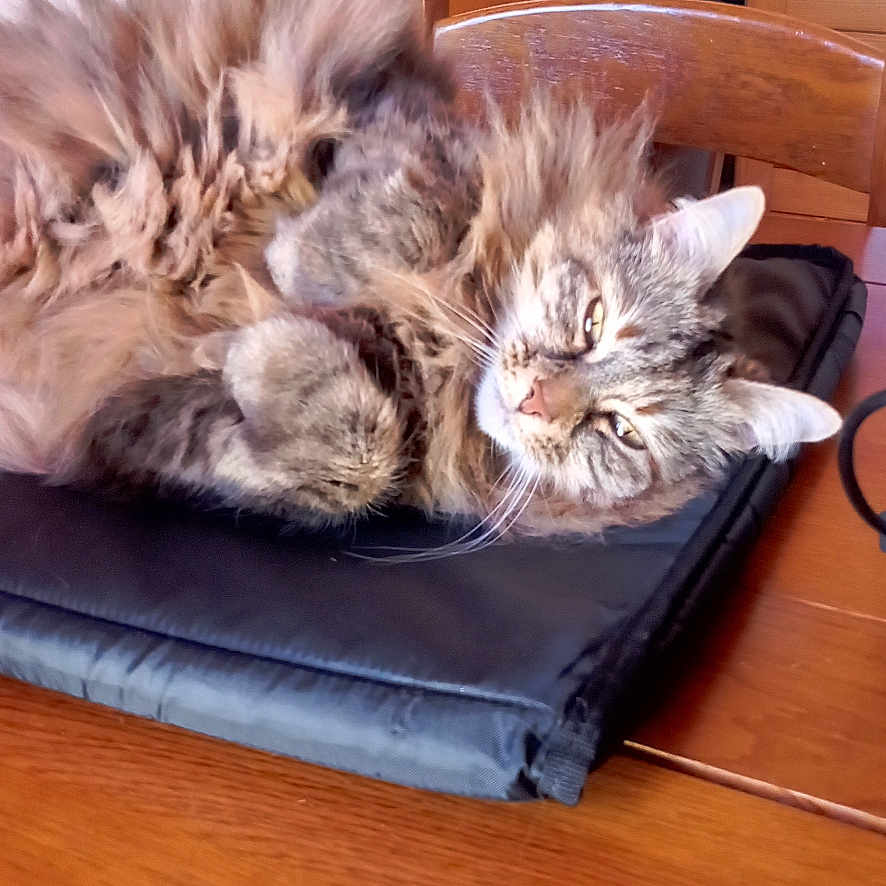Minette