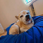 Ruby participe au concours pour gagner de l'argent avec cette photo : dog, small_dog, cream_fur, short_hair, tongue, sleepy, squinting, cute, pet, animal, lying_down, blanket, blue_blanket, bed, bedroom, indoors, cozy, relaxed, portrait, funny