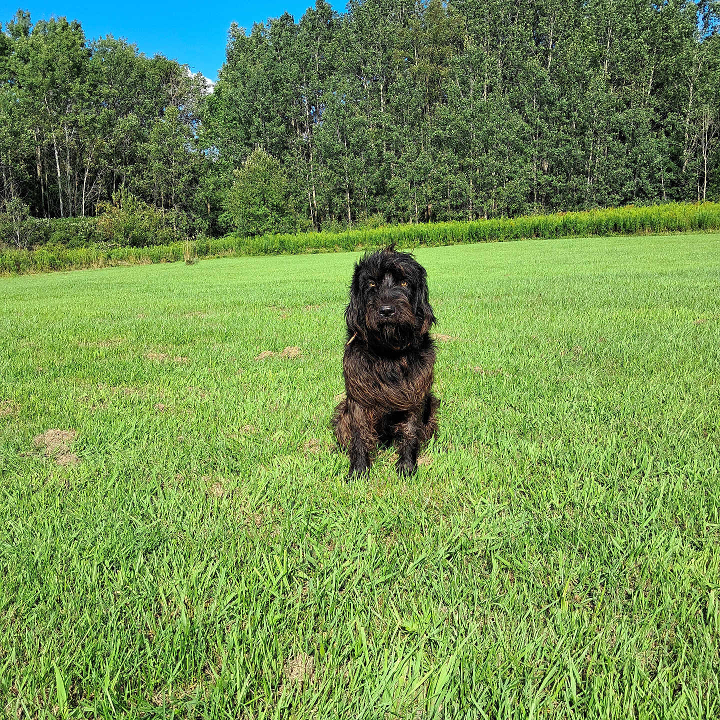 Chino is registered to the contest to win money with this photo: affenpinscher, animal, canine, countryside, dog, farm, field, grass, grassland, lawn, meadow, nature, outdoors, pasture, pet, plant, puppy, rural, terrier, vegetation