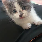 Hakou participe au concours pour gagner de l'argent avec cette photo : kitten, cat, gray_and_white, cute, curious, indoor, pet, animal, feline, whiskers, paws, young, closeup, portrait, soft_focus, home, cozy, playful, tiny, adorable