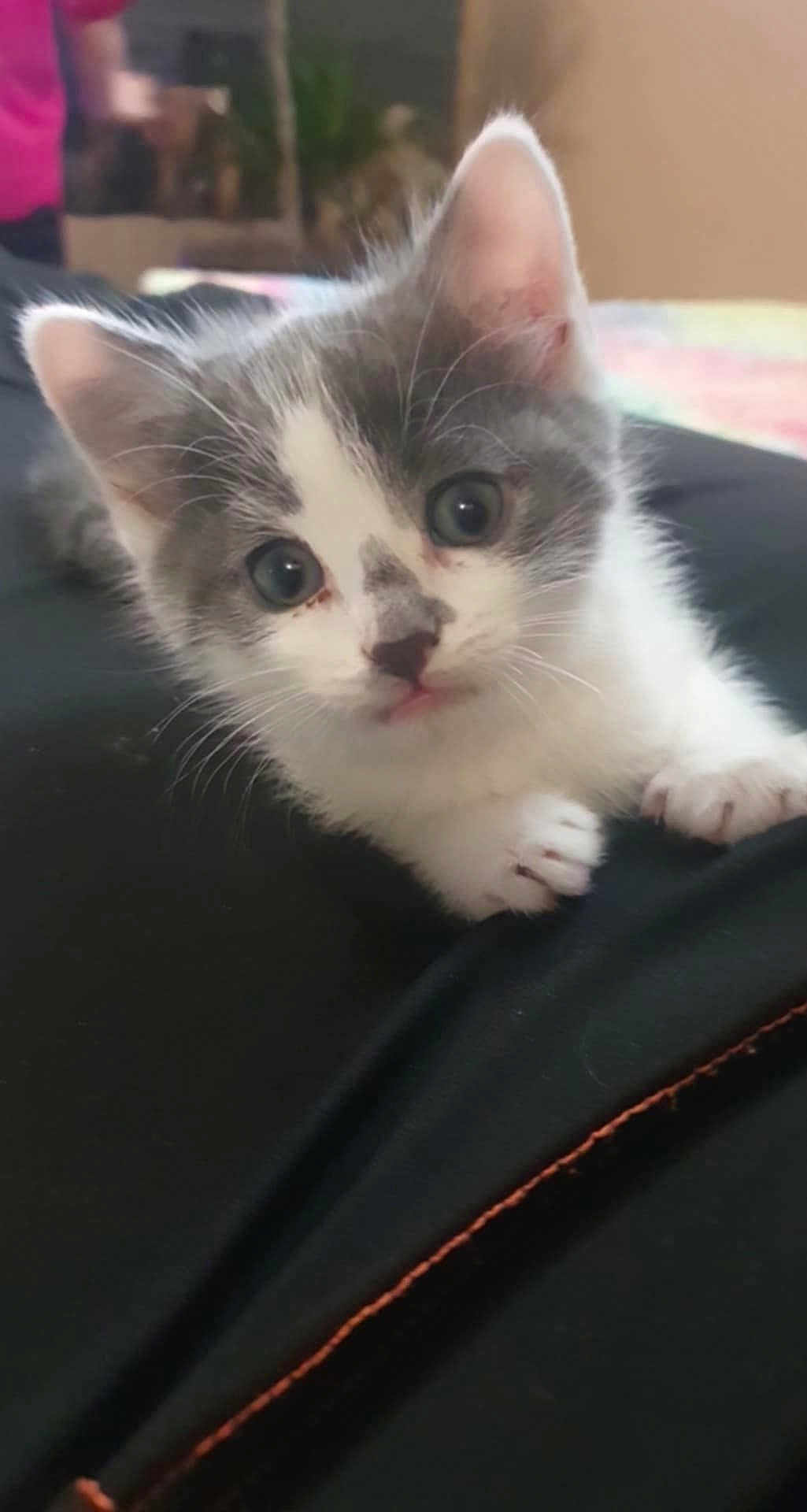 Hakou participe au concours pour gagner de l'argent avec cette photo : kitten, cat, gray_and_white, cute, curious, indoor, pet, animal, feline, whiskers, paws, young, closeup, portrait, soft_focus, home, cozy, playful, tiny, adorable