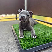 Maisie joined the competition — help win amazing prizes! puppy, dog, gray, artificial_grass, cute, pet, outdoor, young, animal, lying_down, curious, small, ears, nose, paws, concrete, background_blur, looking_up, adorable, domestic_animal