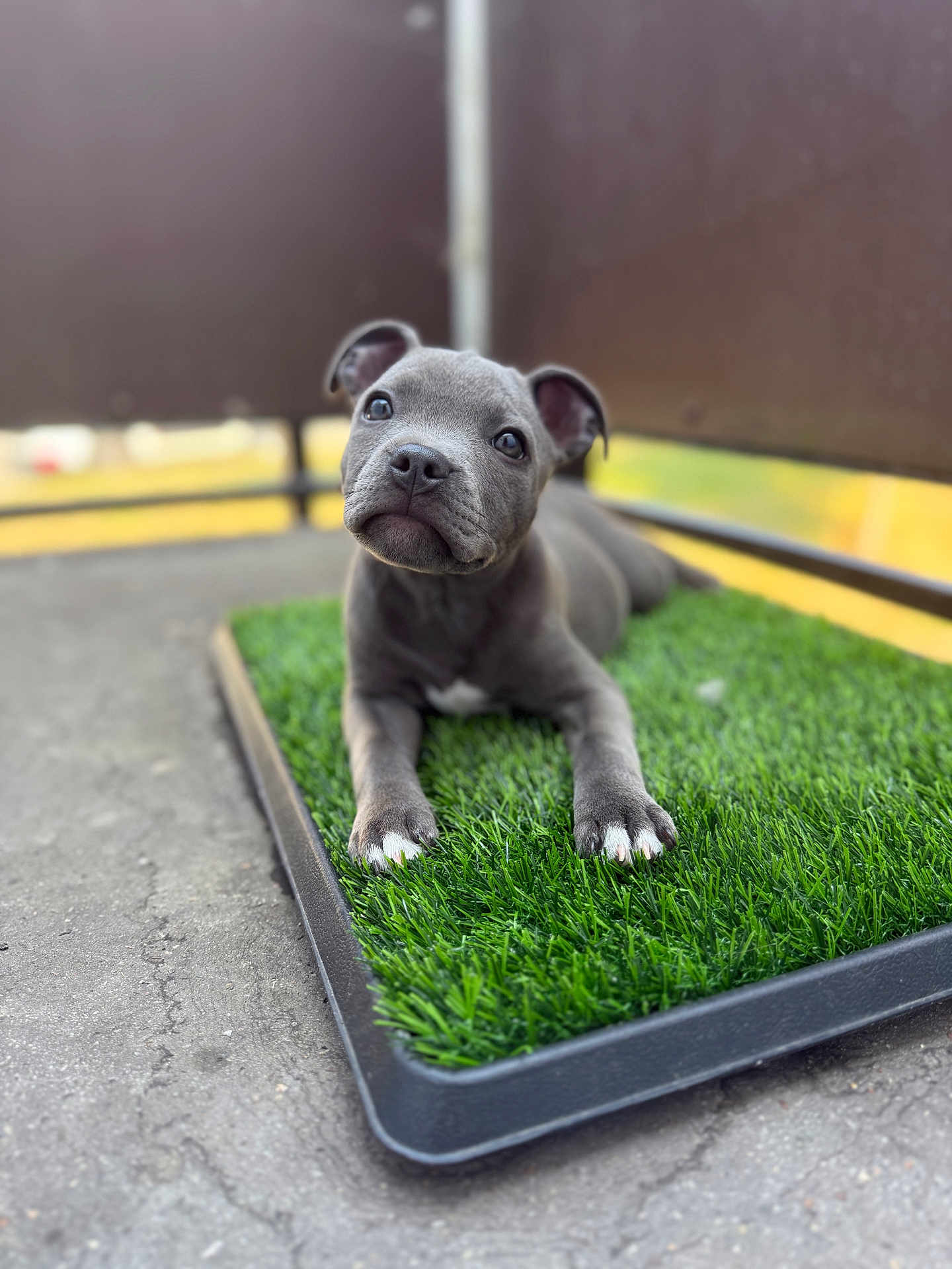 Maisie joined the competition — help win amazing prizes! puppy, dog, gray, artificial_grass, cute, pet, outdoor, young, animal, lying_down, curious, small, ears, nose, paws, concrete, background_blur, looking_up, adorable, domestic_animal
