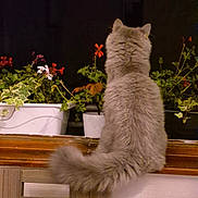Mystik participe au concours pour gagner de l'argent avec cette photo : cat, gray_cat, fluffy, back_view, chair, wooden_chair, potted_plants, flowers, window, night, indoor, plant_pots, greenery, orange_flowers, white_pot, wood, tail, pet, domestic_cat, animal