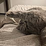 cat, gray_cat, fluffy_cat, pet, feline, lying_down, stretching, paw, blanket, textured_blanket, indoor, cozy, relaxed, bed, fur, whiskers, animal, close_up, sleepy, resting