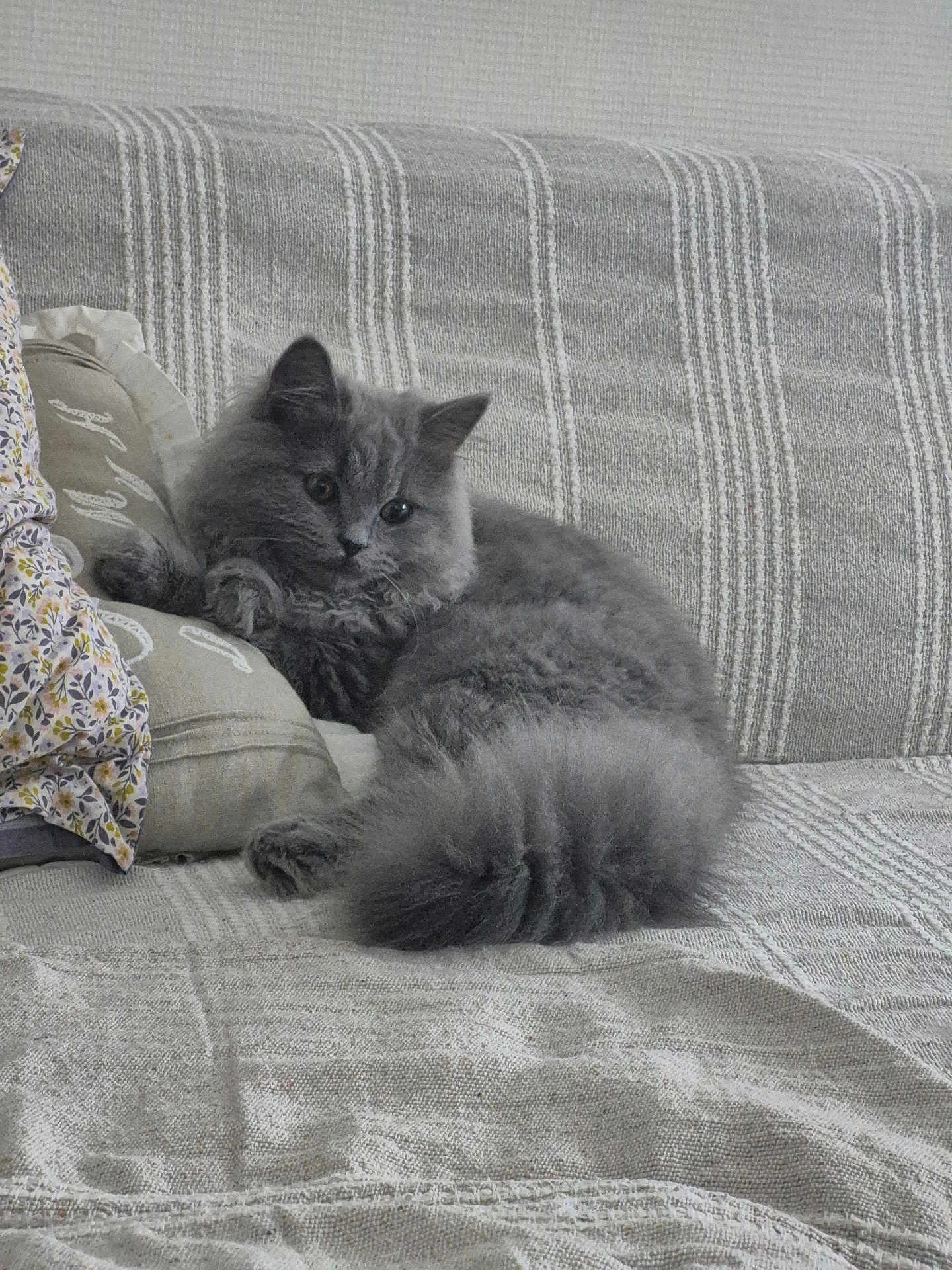 Mystik participe au concours pour gagner de l'argent avec cette photo : cat, gray_cat, fluffy, pet, indoor, couch, cushion, blanket, relaxing, feline, domestic_animal, cozy, tail, fur, resting, home, animal, cute, soft, comfort