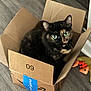 Shayna joined the competition — help win amazing prizes! amazon_box, animal, box, cardboard_box, cat, close_up, cozy, curious, cute, domestic_cat, feline, green_eyes, home, indoor, looking_at_camera, pet_toy, playful, sitting, tortoiseshell_cat, wooden_floor