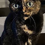 Shayna joined the competition — help win amazing prizes! animal, blurry_background, cat, close_up, curious, cute, domestic_cat, ears, eyes, feline, fur, indoor, mammal, pet, portrait, sitting, table, tortoiseshell_cat, whiskers, wood