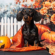 Buzz participe au concours pour gagner de l'argent avec cette photo : dog, dachshund, puppy, black_and_tan, pumpkin, jack_o_lantern, orange_fabric, spiderweb_pattern, fall, autumn, flowers, roses, white_picket_fence, black_surface, cute, pet, studio_photo, decor, seasonal, festive