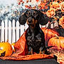 dog, dachshund, puppy, black_and_tan, pumpkin, jack_o_lantern, orange_fabric, spiderweb_pattern, fall, autumn, flowers, roses, white_picket_fence, black_surface, cute, pet, studio_photo, decor, seasonal, festive