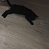 Batman participe au concours pour gagner de l'argent avec cette photo : black_cat, cat, feline, pet, animal, lying_down, sleeping, relaxed, floor, wooden_floor, indoor, home, silhouette, dark_fur, tail, paws, whiskers, side_view, resting, photography