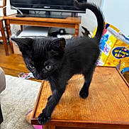 Batman a rejoint le concours — aidez-le/la à gagner de superbes lots ! kitten, cat, black_cat, pet, animal, fur, whiskers, ears, tail, paws, eyes, standing, walking, wooden_table, coffee_table, living_room, television, carpet, indoor, home_decor