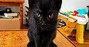 Batman participe au concours pour gagner de l'argent avec cette photo : black_cat, kitten, cat, animal, pet, feline, standing, wooden_table, indoors, home, portrait, closeup, green_eyes, pointed_ears, whiskers, black_fur, cute, curious, television, toys