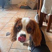 Stitch a rejoint le concours — aidez-le/la à gagner de superbes lots ! dog, puppy, tongue_out, brown_and_white, floor, tile_floor, indoor, pet_bed, cardboard_box, person_legs, black_pants, drying_rack, home, cute, floppy_ears, pet, animal, looking_at_camera, close_up, whiskers