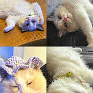 Milkshake is registered to the contest to win money with this photo: cat, white_cat, kitten, sleeping, relaxed, couch, floor, hat, crocheted_hat, pet, collar, bell, paw, human_foot, closeup, cute, indoor, feline, resting, cozy