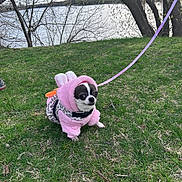 Lunah is registered to the contest to win money with this photo: animal, bunny_costume, canine, chihuahua, costume, cute, daytime, dog, fur, grass, lake, leash, nature, outdoor, park, pet, pink_outfit, small_dog, spring, trees