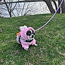 animal, bunny_costume, canine, chihuahua, costume, cute, daytime, dog, fur, grass, lake, leash, nature, outdoor, park, pet, pink_outfit, small_dog, spring, trees