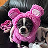 Lunah is registered to the contest to win money with this photo: animal, black_and_white, blanket, clothing, costume, cozy, cute, cute_pet, dog, ears, face, fur, indoors, leather_couch, pet, pink, portrait, sitting, small_dog, soft
