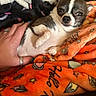 Lunah joined the competition — help win amazing prizes! animal, blanket, chihuahua, comfort, cozy, cute, dog, domestic_animal, fur, hand, indoor, orange_blanket, patterned_blanket, paw, pet, relaxing, resting, sleepy, small_dog, snuggling
