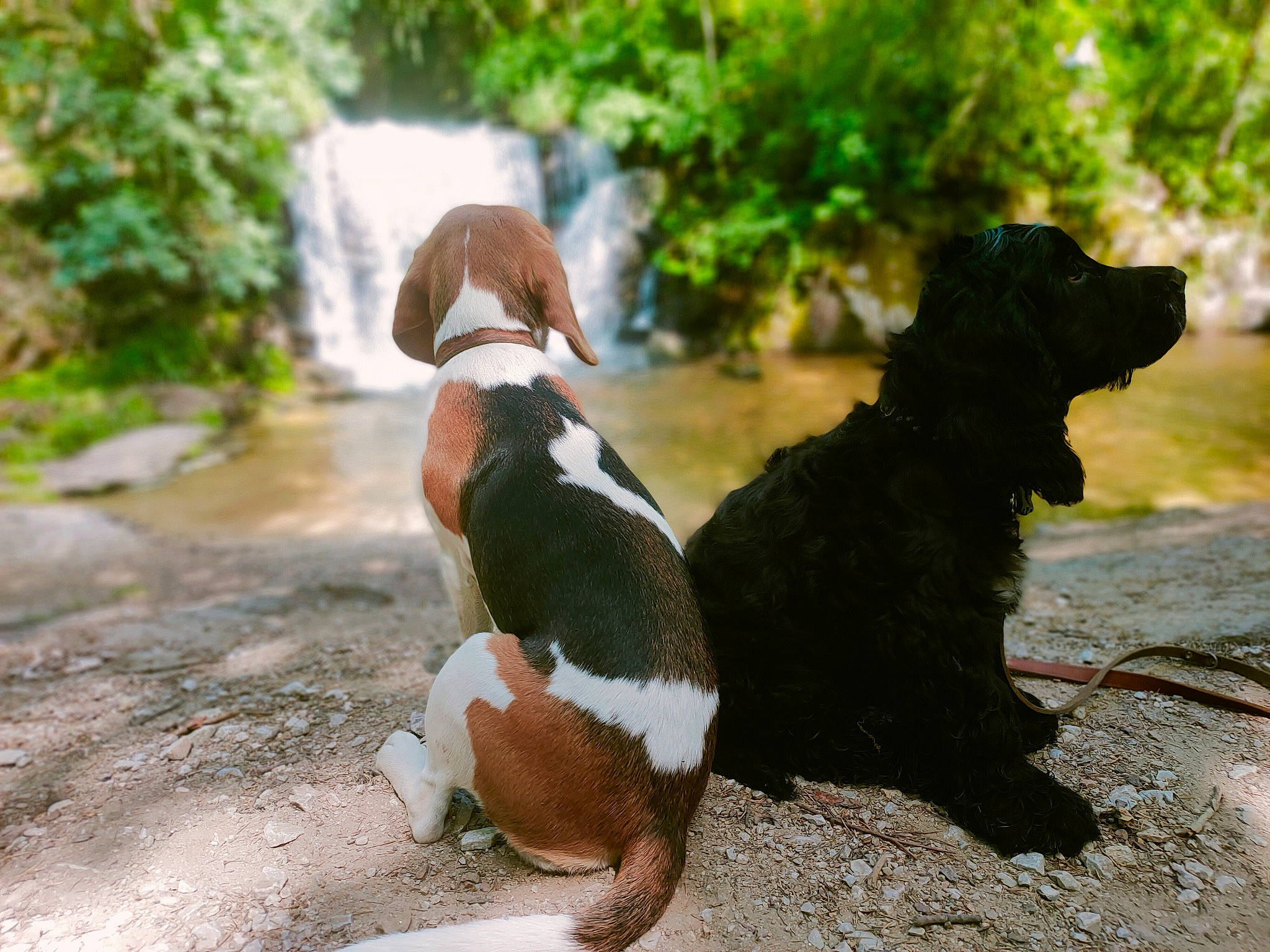 Elliott participe au concours pour gagner de l'argent avec cette photo : canidae, carnivore, companion_dog, dog, dog_breed, dog_collar, fawn, fur, grass, leash, mammal, plant, rock, snout, sporting_group, tail, terrestrial_animal, walking, water, working_animal