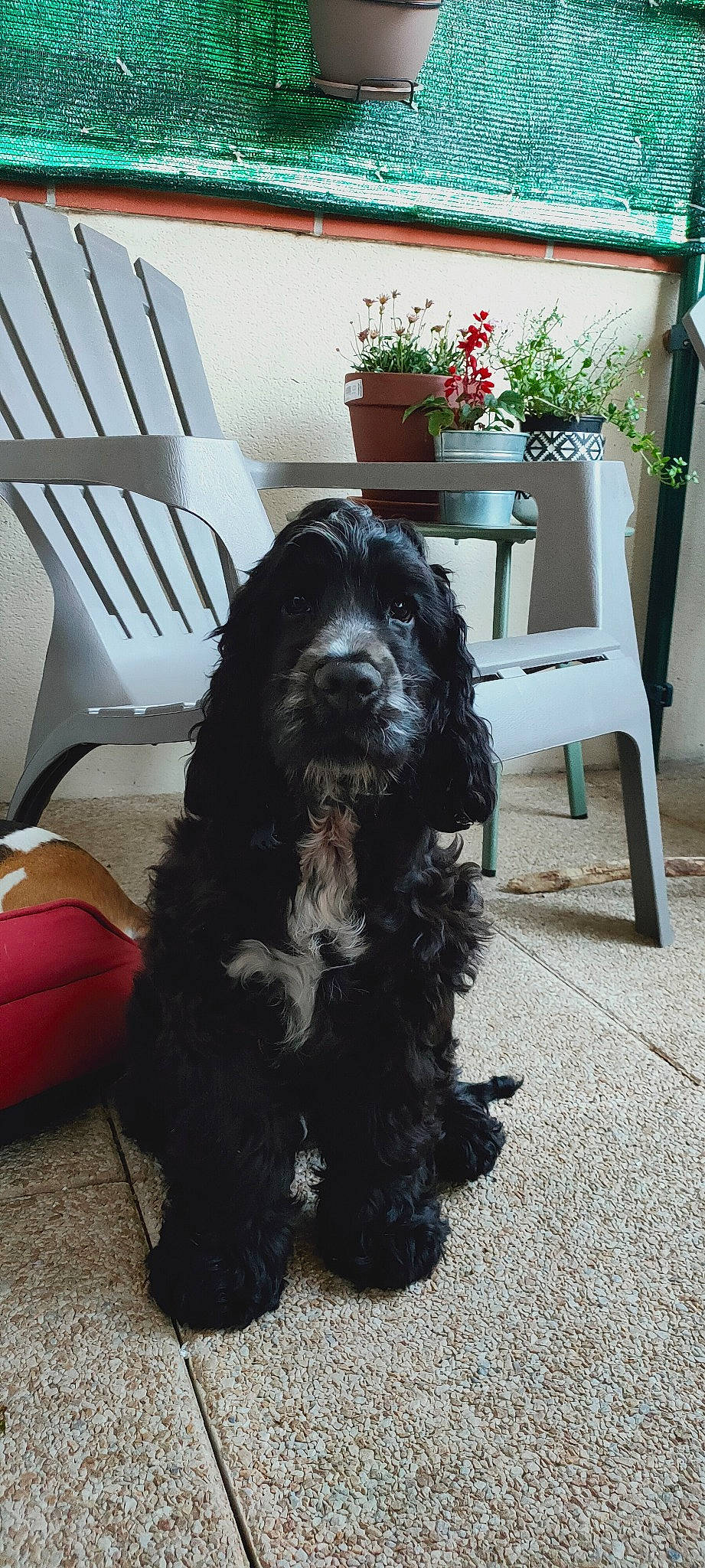 Elliott a rejoint le concours — aidez-le/la à gagner de superbes lots ! automotive_tire, canidae, carnivore, chair, companion_dog, dog, dog_breed, floor, flooring, flower, flowerpot, fur, houseplant, plant, snout, spaniel, sporting_group, toy_dog, water_dog, working_animal