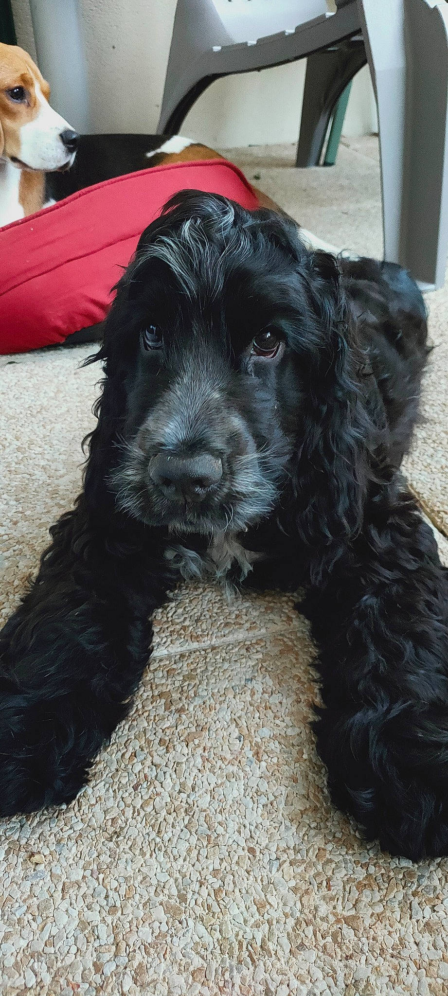 Elliott participe au concours pour gagner de l'argent avec cette photo : canidae, carnivore, collar, companion_dog, dog, dog_breed, dog_collar, fur, gun_dog, liver, non_sporting_group, snout, spaniel, sporting_group, terrestrial_animal, terrier, umbrella, water_dog, working_animal, working_dog