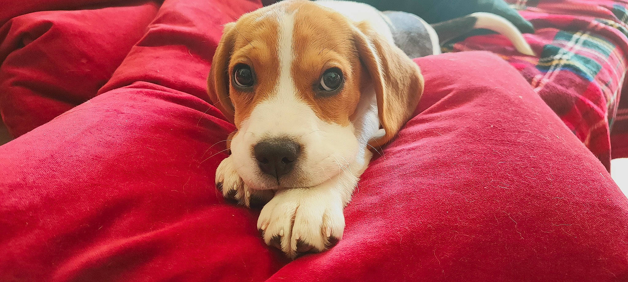 Molly a rejoint le concours — aidez-le/la à gagner de superbes lots ! beagle, beagle_harrier, beaglier, canidae, carnivore, comfort, companion_dog, dog, dog_breed, finnish_hound, hound, irishjacks, puppy, puppy_love, scent_hound, snout, sporting_group, terrestrial_animal, whiskers, working_animal