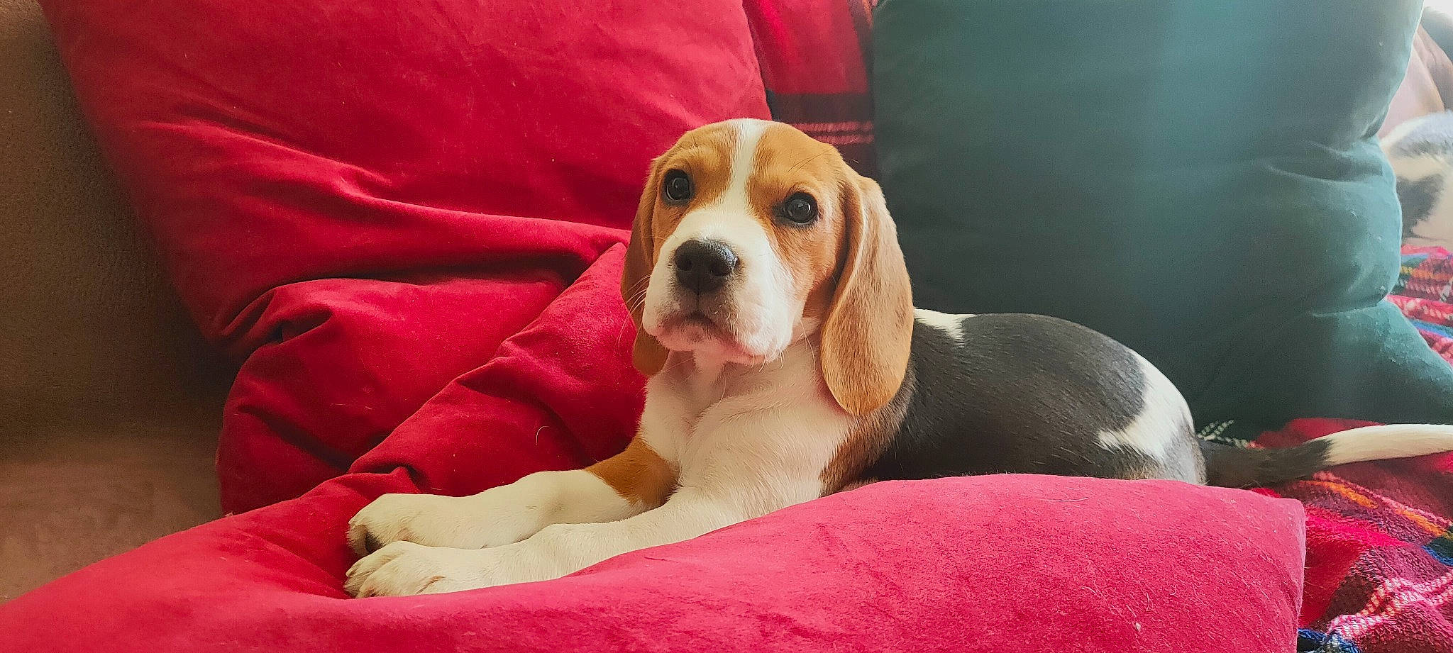 Molly a rejoint le concours — aidez-le/la à gagner de superbes lots ! basset_hound, beagle, beagle_harrier, canidae, carnivore, collar, comfort, companion_dog, dog, dog_breed, dog_supply, finnish_hound, hound, liver, pet_supply, puppy, scent_hound, snout, sporting_group, working_animal
