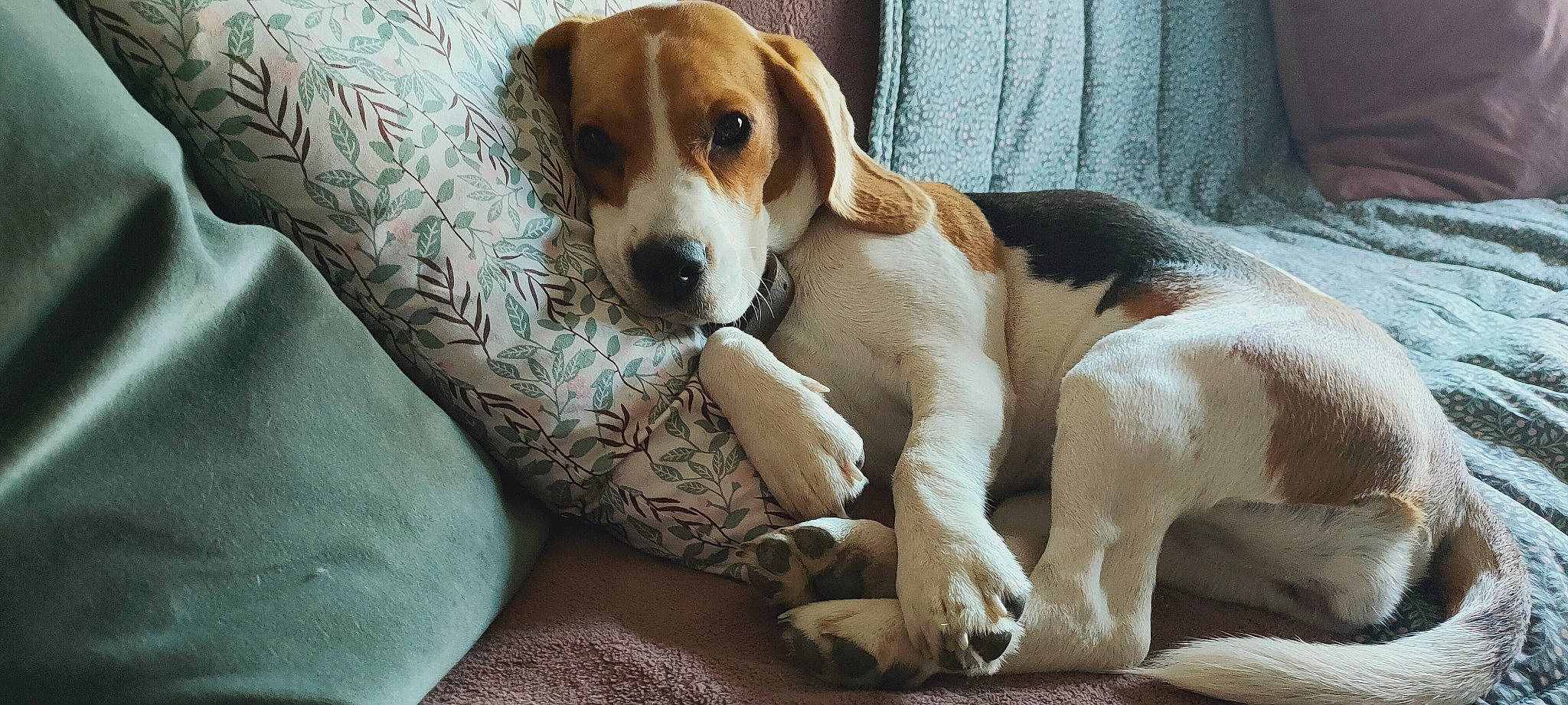 Molly participe au concours pour gagner de l'argent avec cette photo : beaglier, bored, carnivore, comfort, companion_dog, dog, dog_breed, fawn, hound, hunting_dog, paw, scent_hound