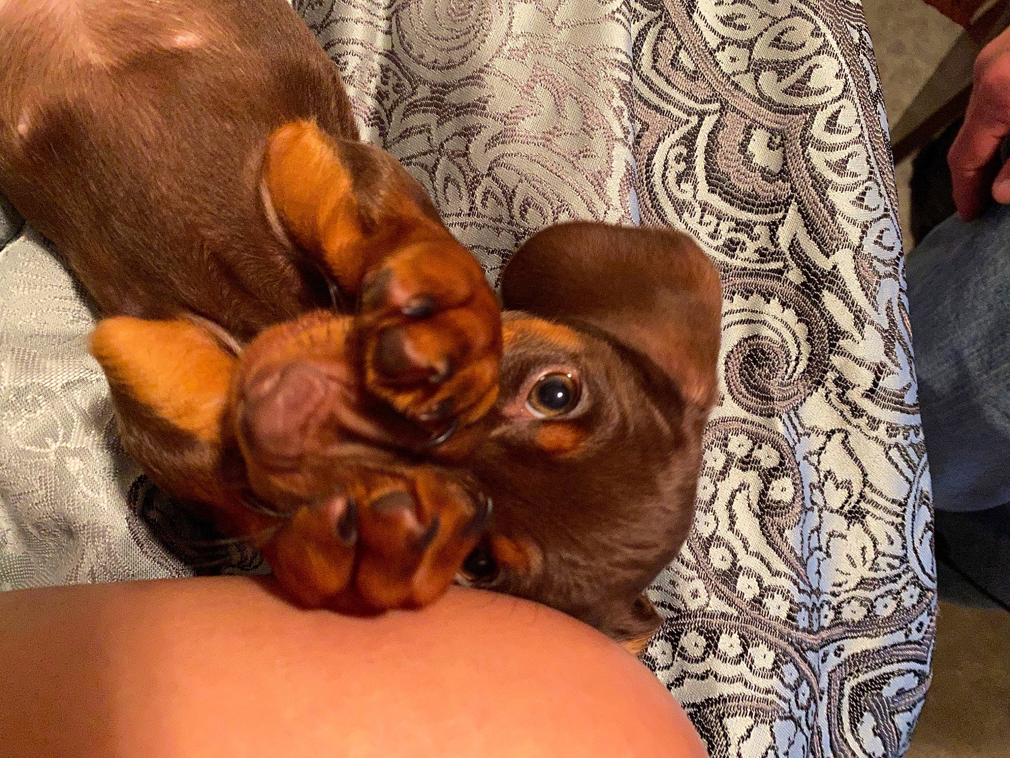 Goose joined the competition — help win amazing prizes! canidae, caramel_color, carnivore, companion_dog, dachshund, dog, dog_breed, fawn, hand, hound, liver, mammal, miniature_pinscher, puppy, puppy_love, russkiy_toy, sporting_group, vertebrate