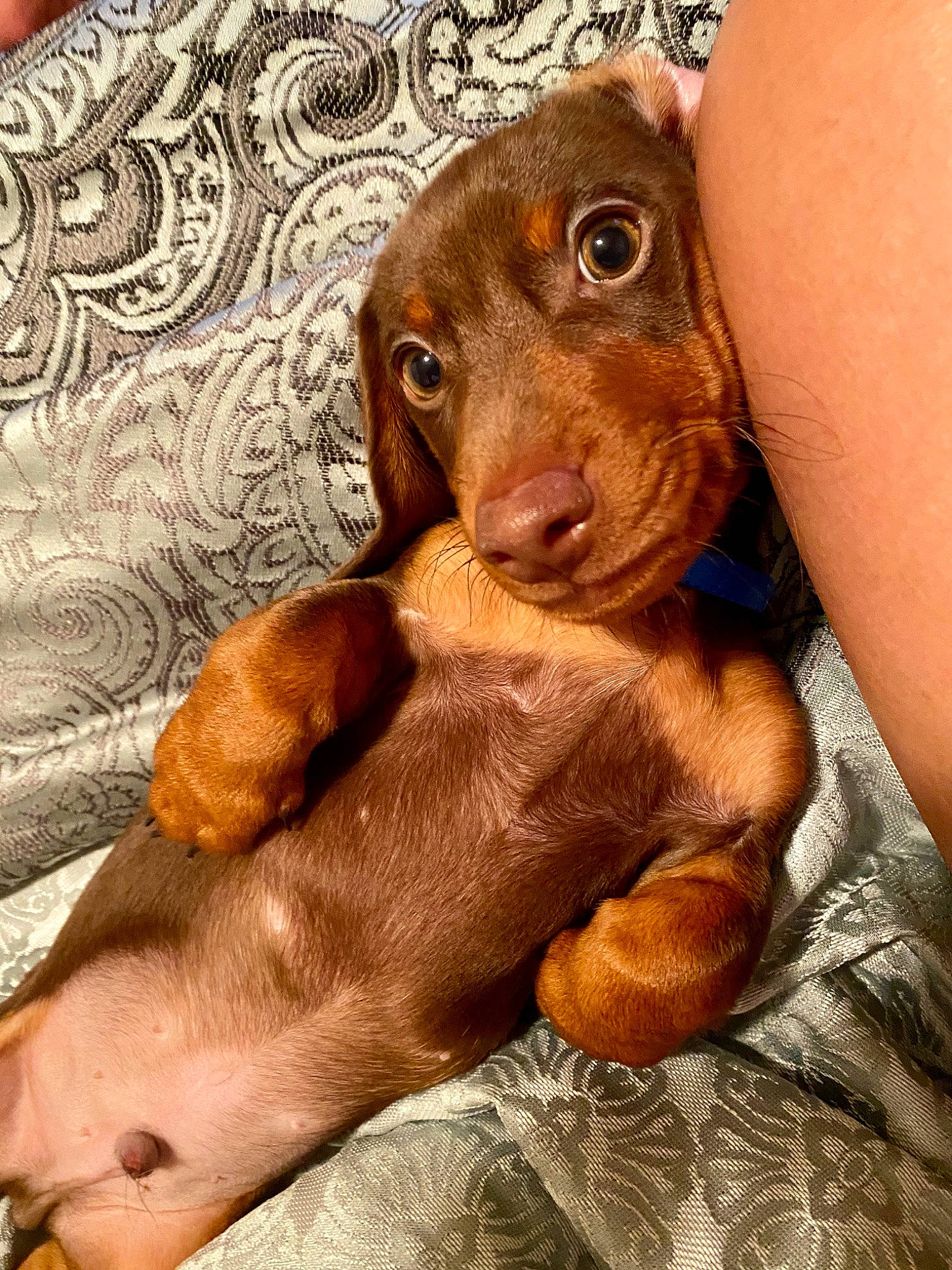 Goose joined the competition — help win amazing prizes! canidae, carnivore, dachshund, dog, dog_breed, fawn, hunting_dog, liver, mammal, puppy, snout, sporting_group, vertebrate, vizsla
