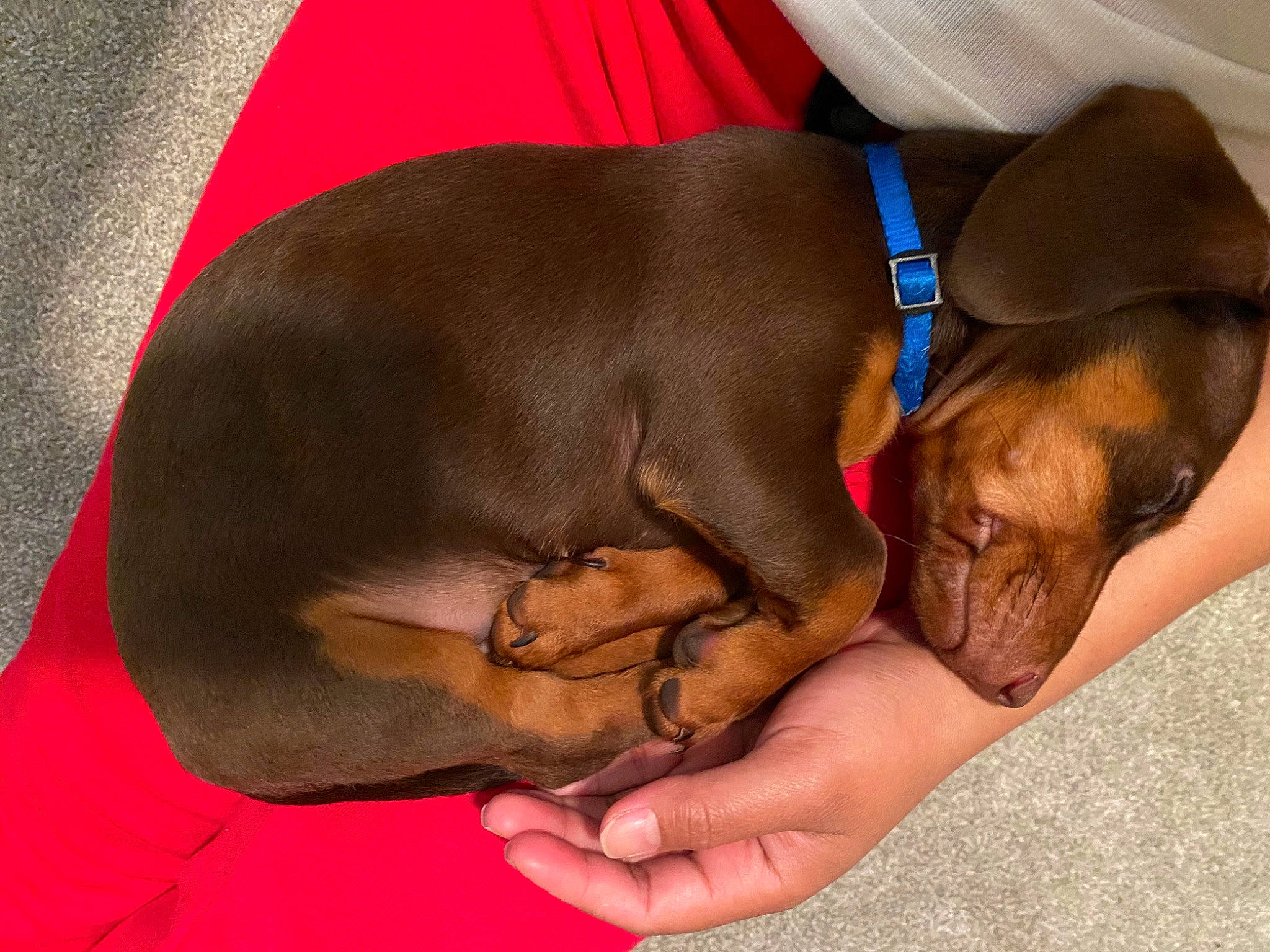 Goose is registered to the contest to win money with this photo: canidae, carnivore, companion_dog, dog, dog_breed, ear, fawn, puppy_love, sporting_group, vizsla