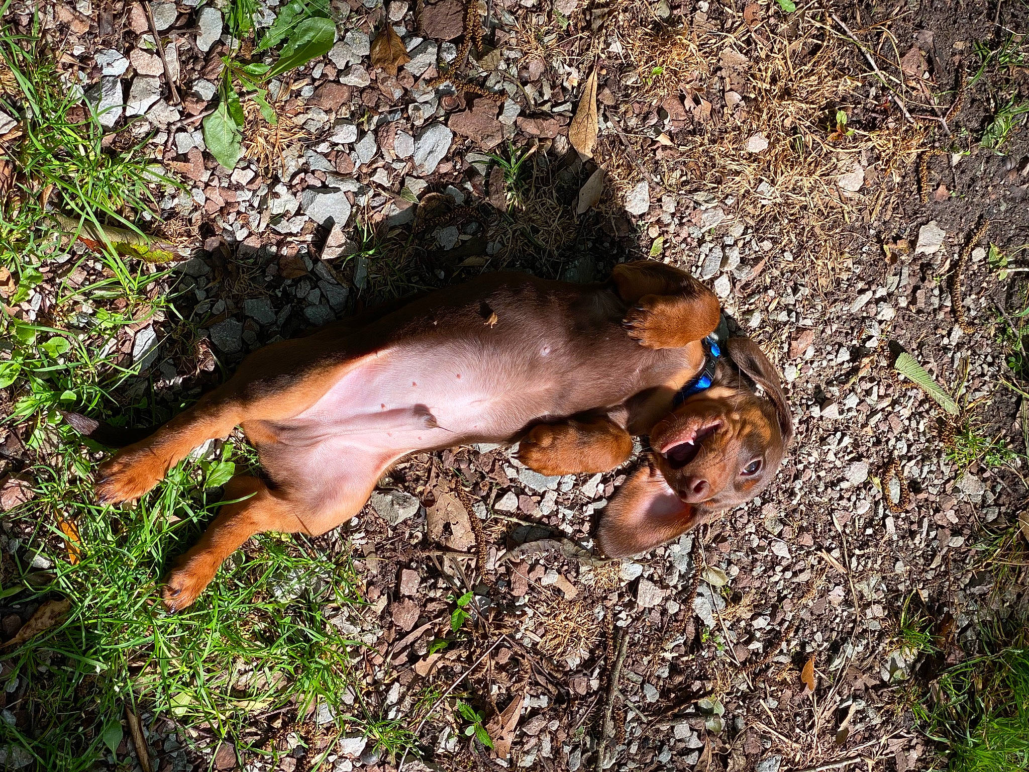 Goose is registered to the contest to win money with this photo: adaptation, fawn, fungus, grass, hand, hen_of_the_wood, moss, plant, soil, tree