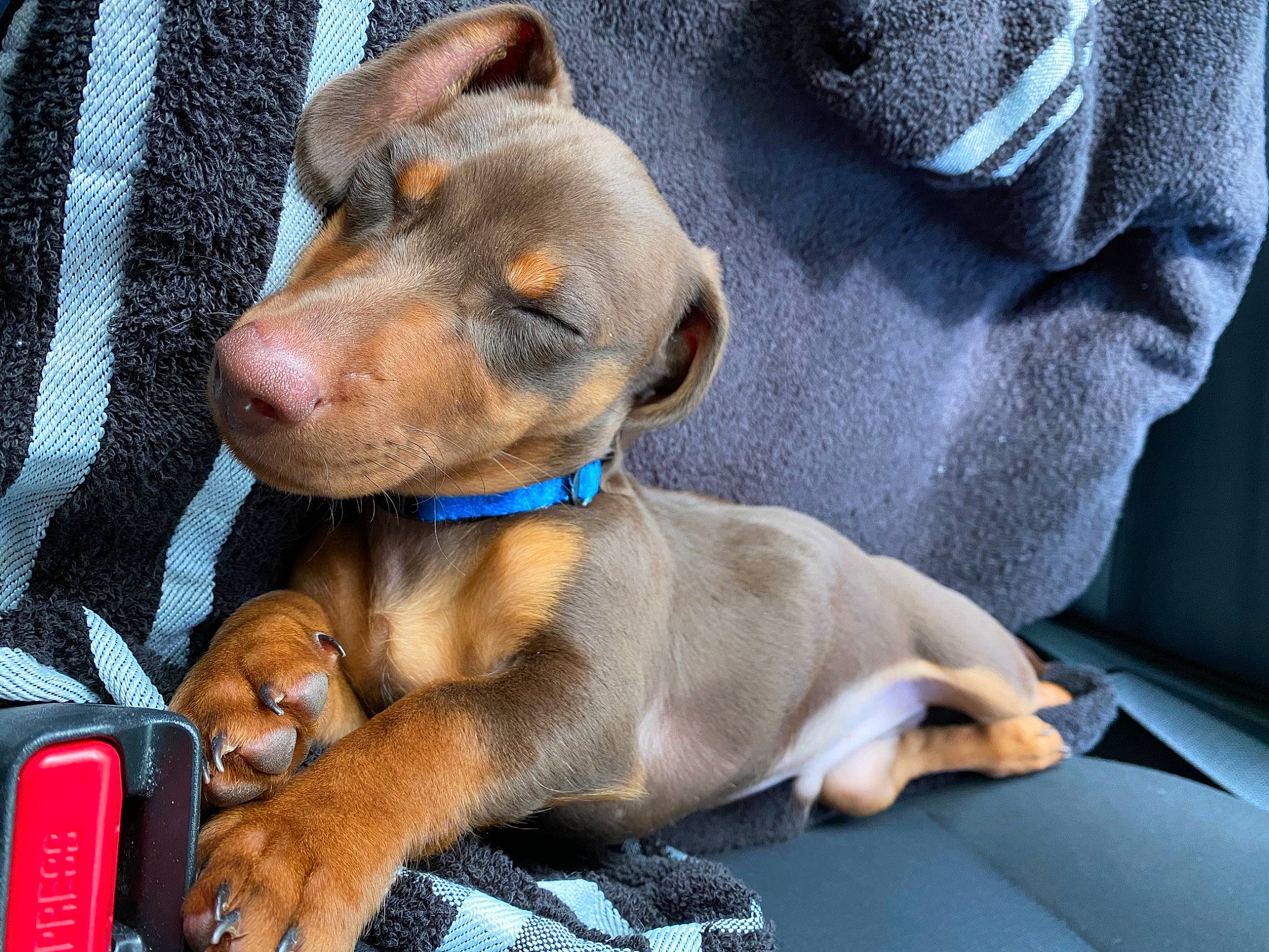 Goose is registered to the contest to win money with this photo: canidae, carnivore, companion_dog, dog, dog_breed, ear, fawn, german_pinscher, guard_dog, mammal, miniature_pinscher, pinscher, puppy, snout, toy_dog, vertebrate