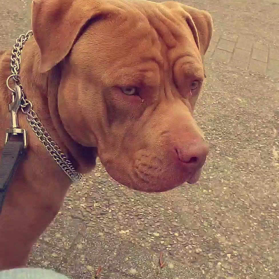 Pepper