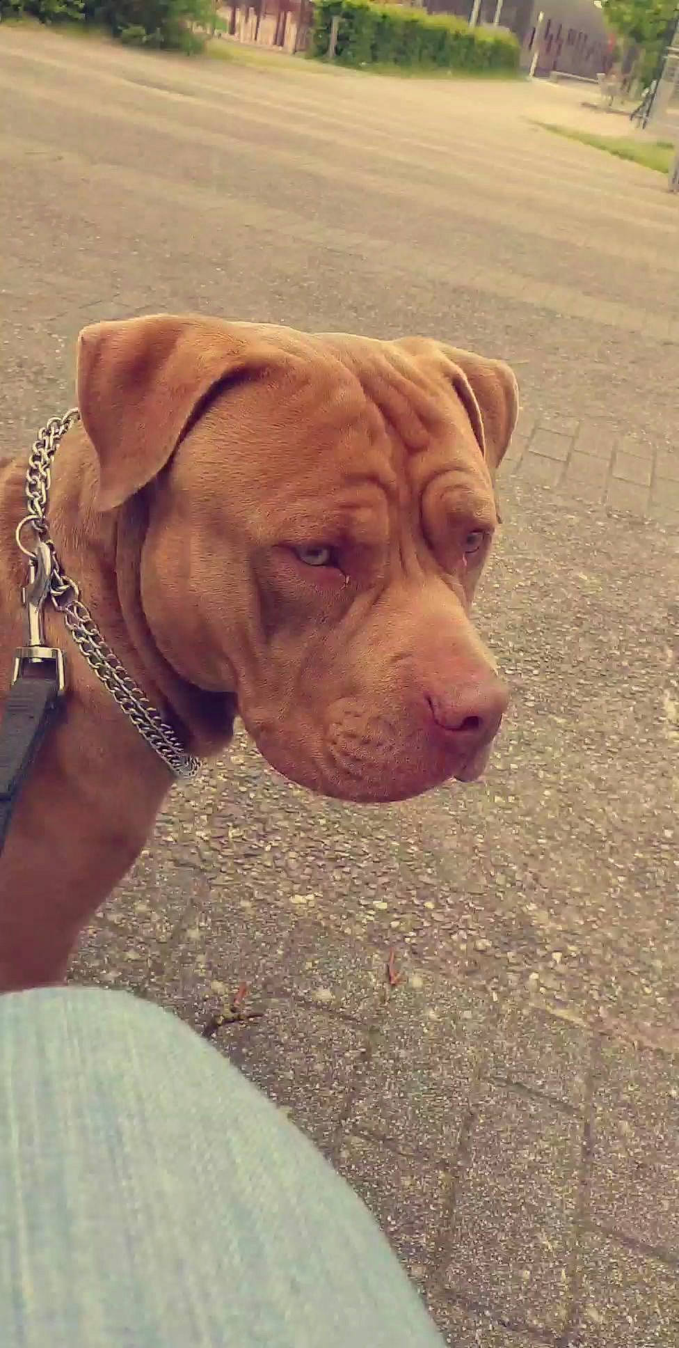 Pepper a rejoint le concours — aidez-le/la à gagner de superbes lots ! american_pit_bull_terrier, bandog, canidae, carnivore, dog, dog_breed, dogue_de_bordeaux, ear, fawn, mammal, molosser, non_sporting_group, pit_bull, rare_breed_dog, snout, sporting_group, vertebrate