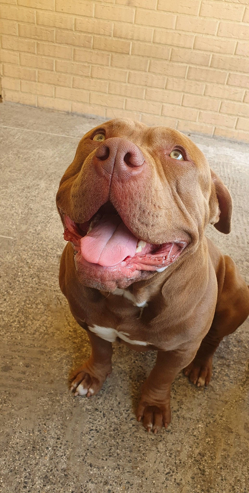 Pepper a rejoint le concours — aidez-le/la à gagner de superbes lots ! american_bulldog, american_pit_bull_terrier, ancient_dog_breeds, canidae, carnivore, dog, dog_breed, dogue_de_bordeaux, fawn, mammal, mouth, non_sporting_group, nose, pit_bull, rare_breed_dog, snout, sporting_group, vertebrate, wrinkle