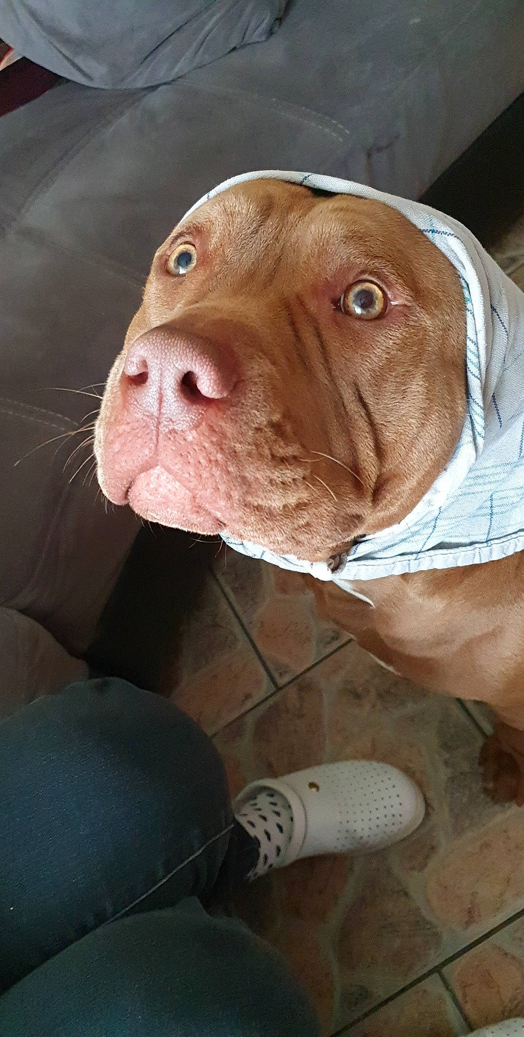 Pepper participe au concours pour gagner de l'argent avec cette photo : bandog, canidae, carnivore, companion_dog, dog, dog_breed, dogue_de_bordeaux, ear, fawn, mammal, non_sporting_group, pachon_navarro, pit_bull, snout, sporting_group, vertebrate, vizsla, wrinkle