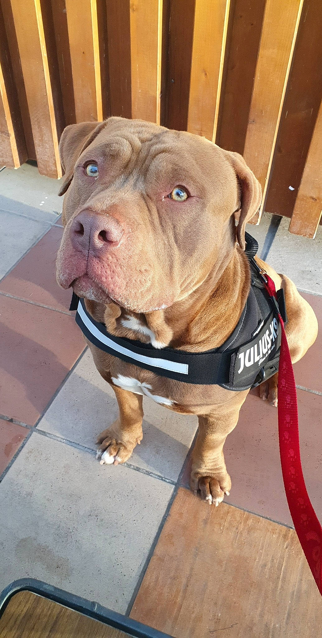 Pepper a rejoint le concours — aidez-le/la à gagner de superbes lots ! american_bulldog, american_pit_bull_terrier, ancient_dog_breeds, bandog, bulldog, canidae, carnivore, companion_dog, dog, dog_breed, fawn, korean_mastiff, mammal, molosser, non_sporting_group, pit_bull, rare_breed_dog, snout, sporting_group, vertebrate