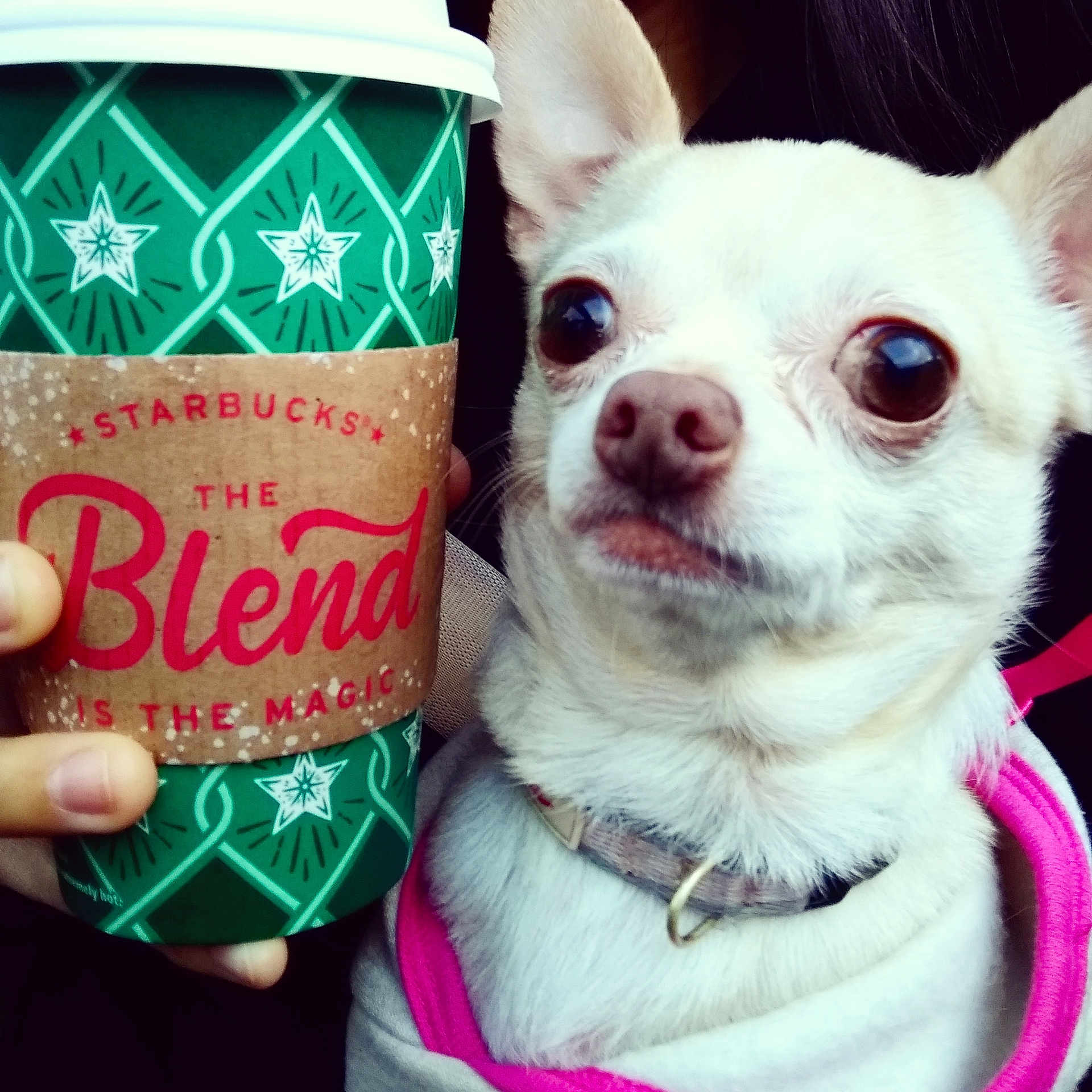 Khloe joined the competition — help win amazing prizes! carnivoran, chihuahua, companion_dog, dog, dog_breed, dog_breed_group, dog_like_mammal, puppy, puppy_love, snout, toy_dog, whiskers